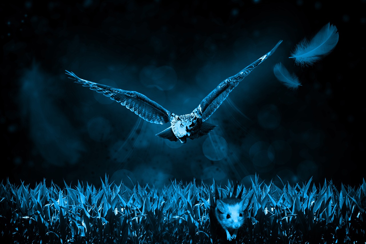 Image - owl mouse hunt night nature