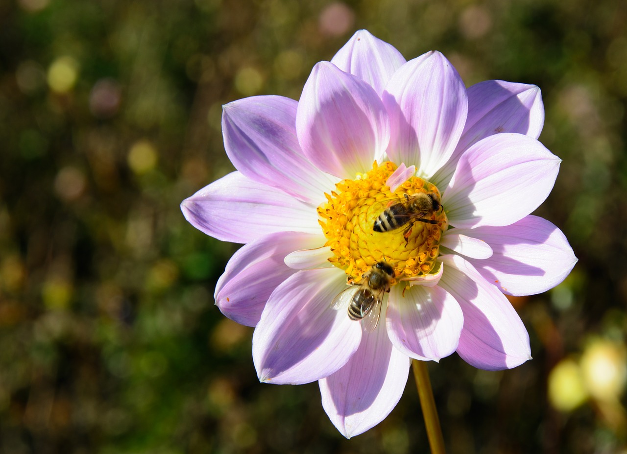 Image - dahlia flower blossom bloom bees