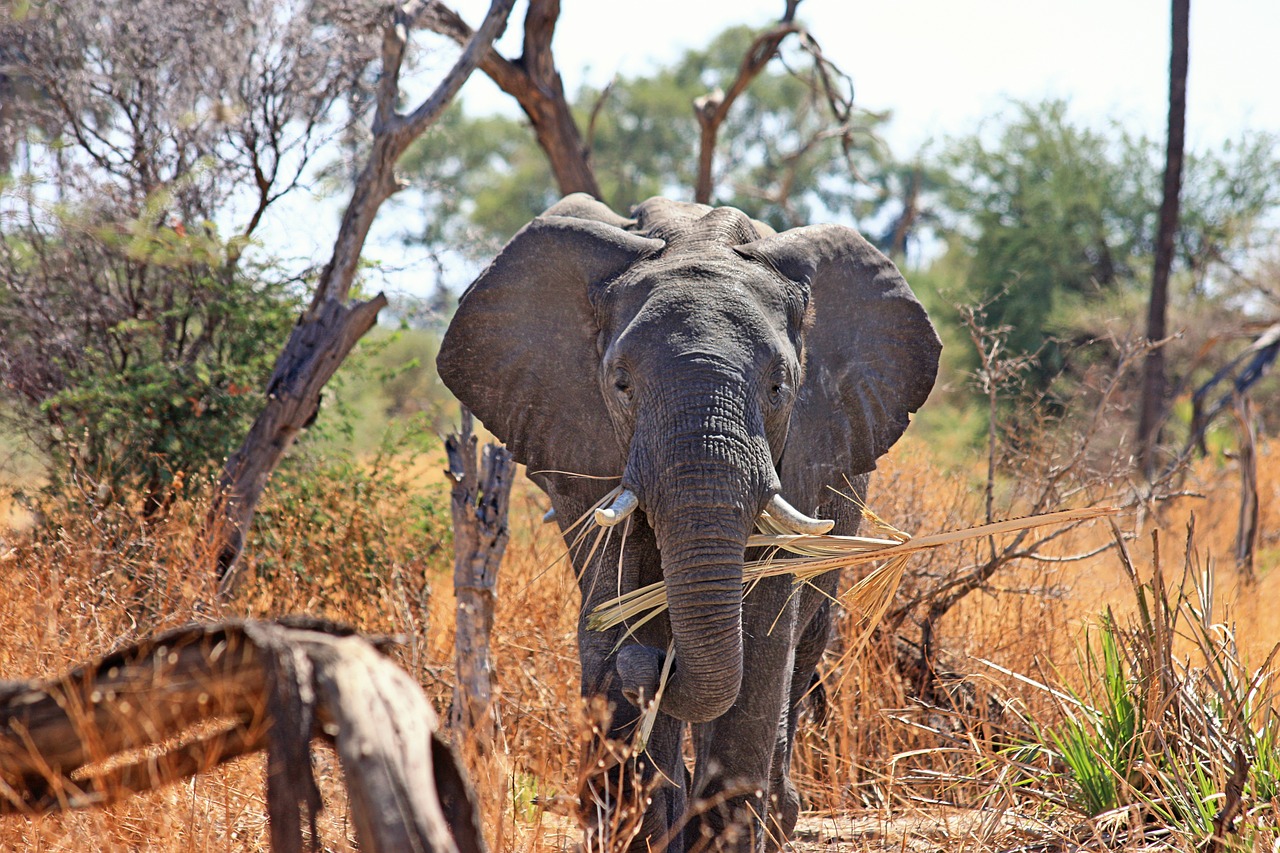 Image - elephant animal proboscis safari