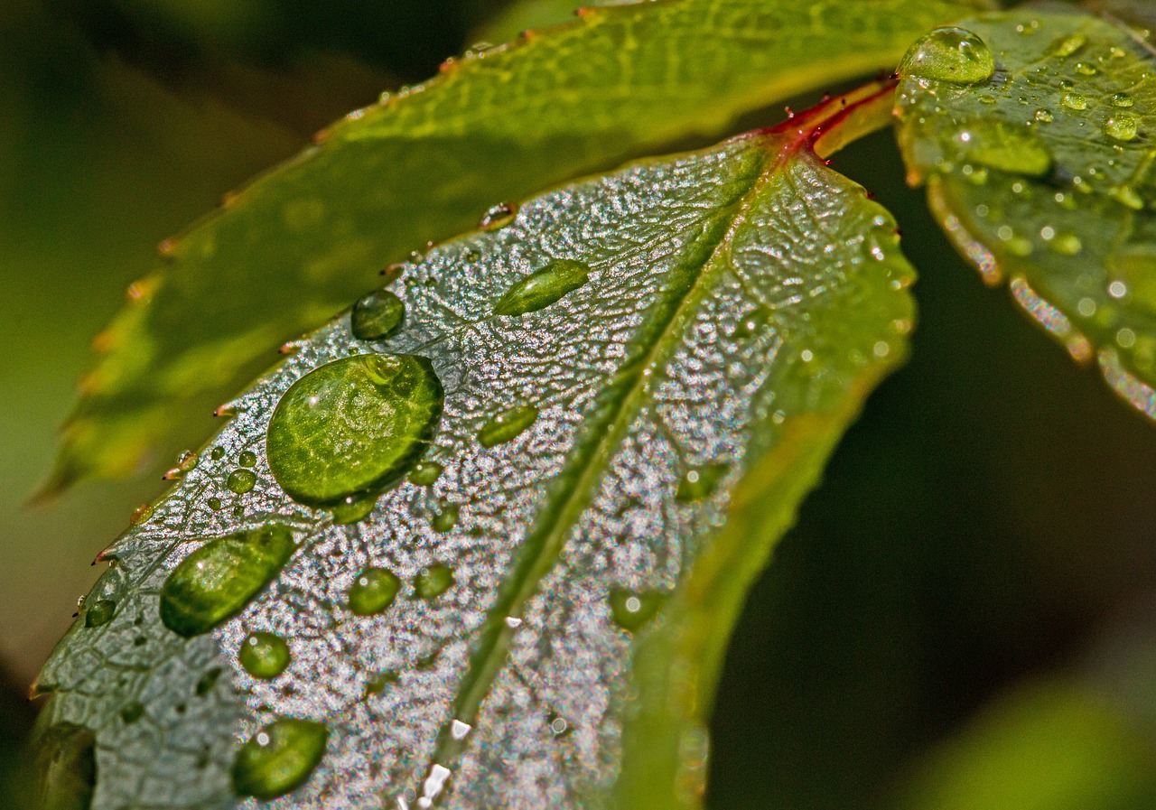 Image - drop of water water leaves