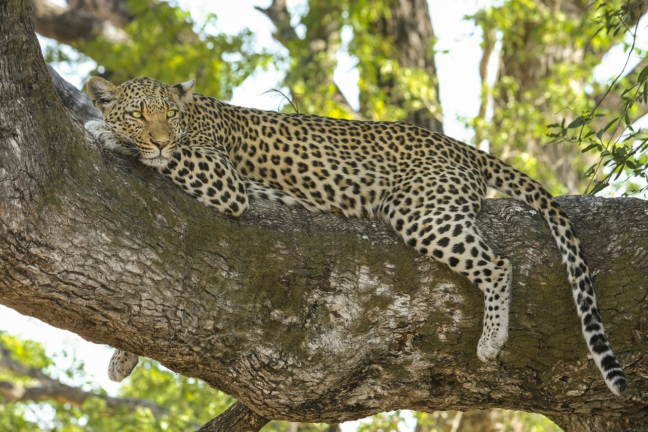 Image - leopard wildcat big cat safari