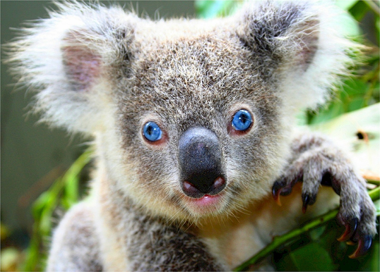 Image - koala bear cute gray blue eyes