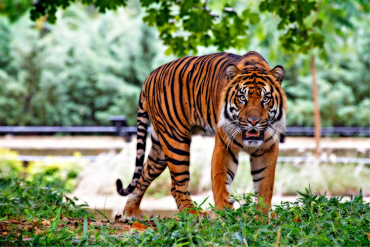 Image - sumatran tiger tiger big cat