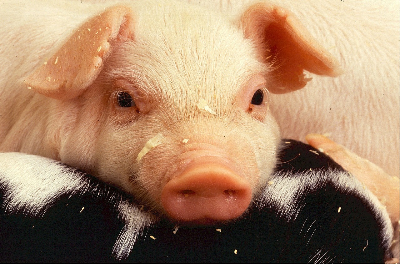 Image - piglet pork pig farm agriculture