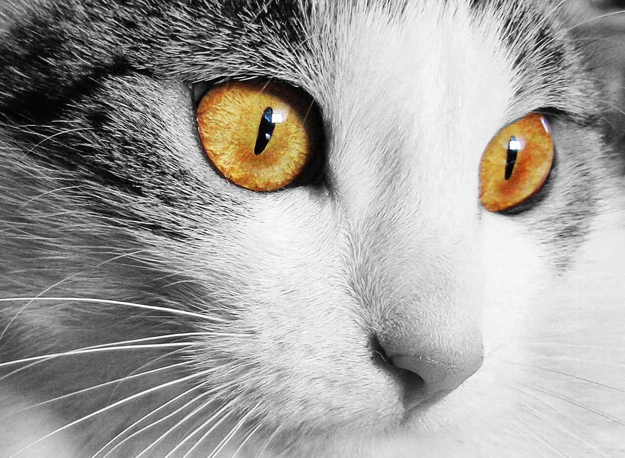 Image - cat home animal cat s eyes eyes