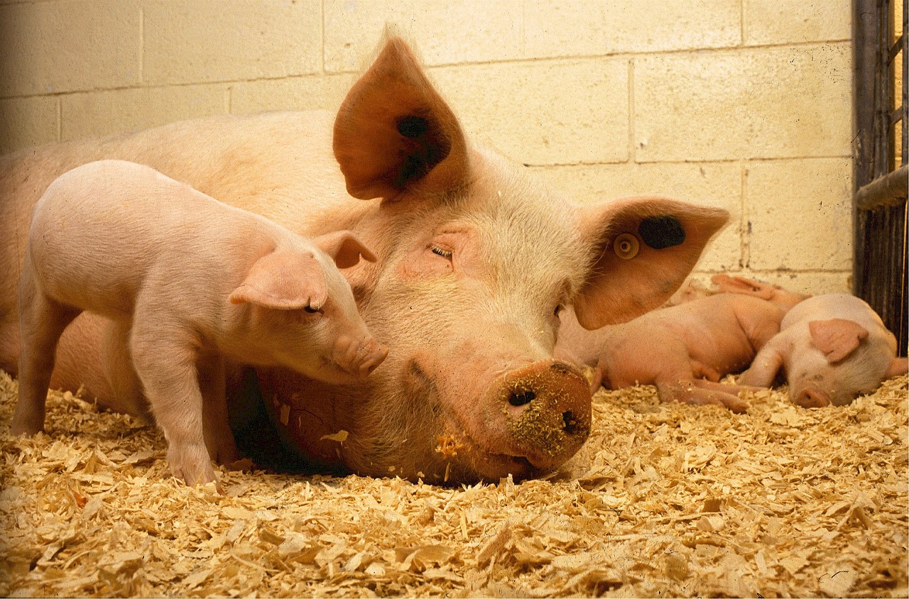 Image - pigs sow piglets babies pork farm