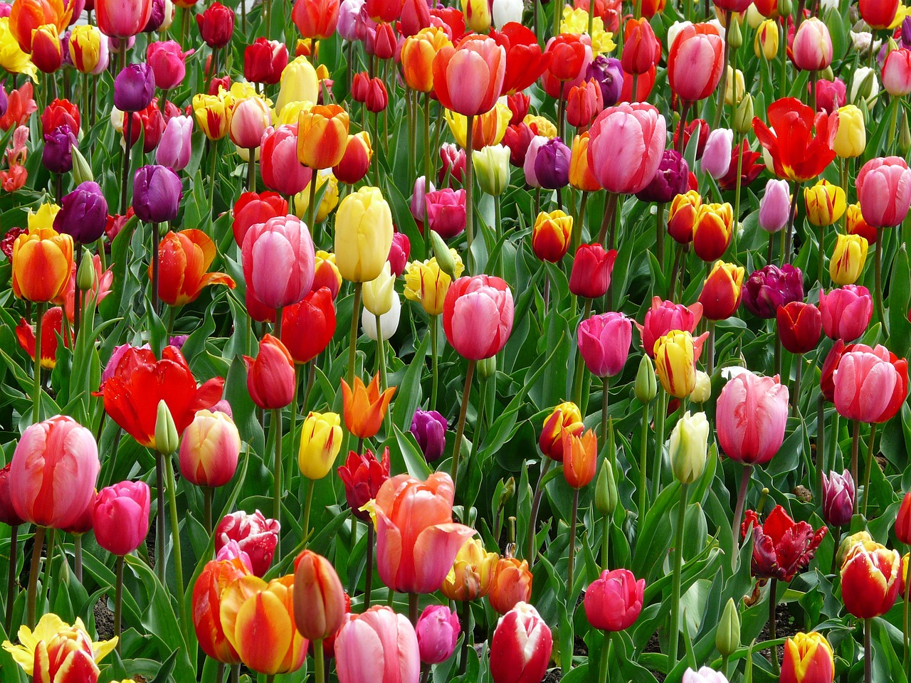 Image - tulips flowers flower abundance bed