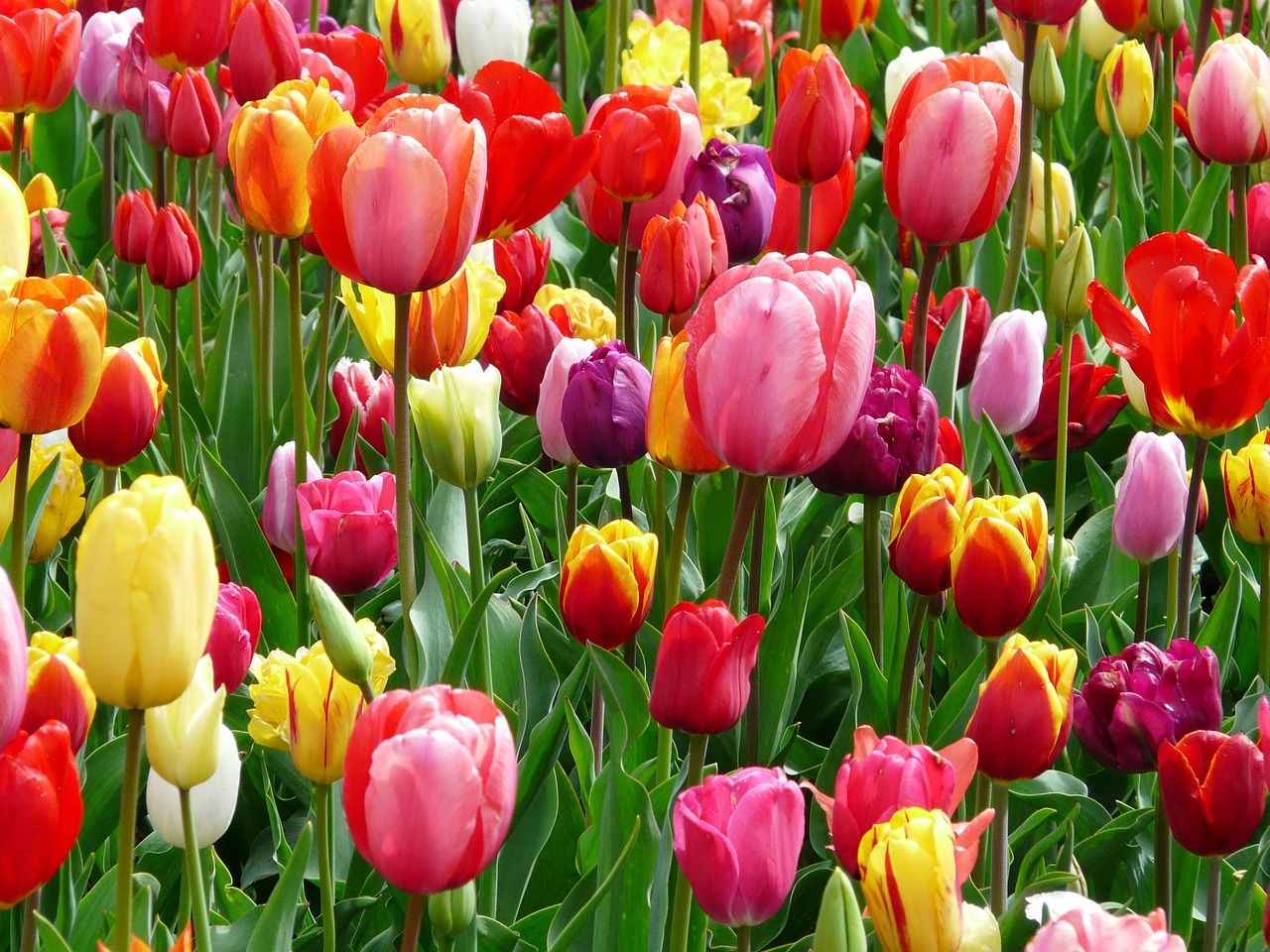 Image - tulips tulip bed colorful color