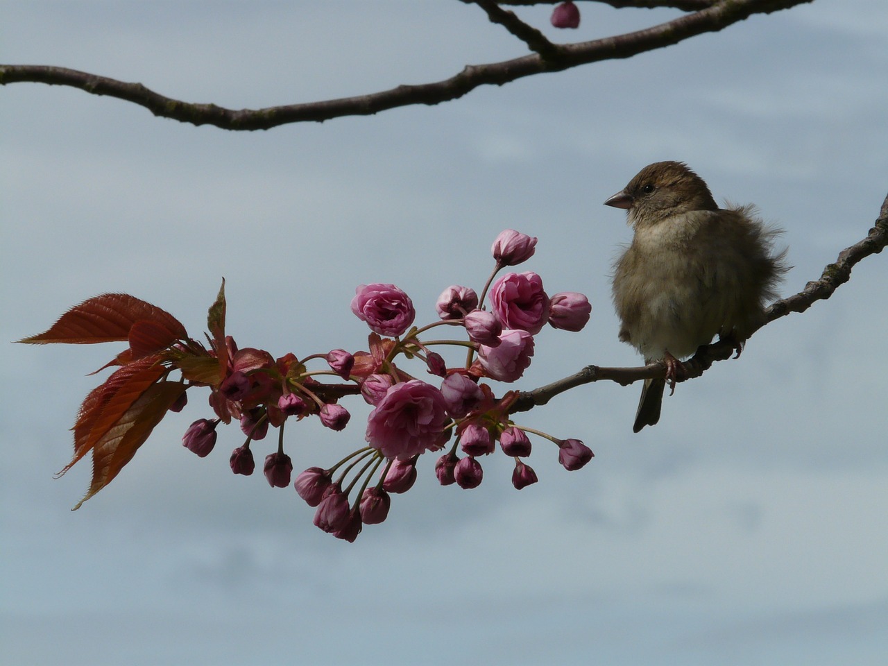 Image - bird branch sit sparrow sperling