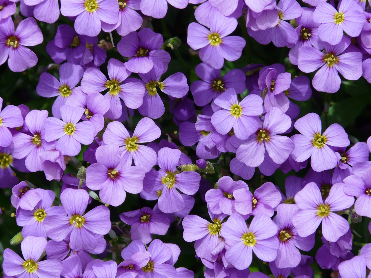 Image - blue pillow aubrieta aubrietien