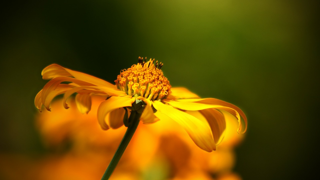 Image - flower wild flower nature bloom