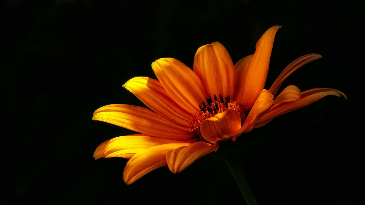 Image - flower wild flower flowers nature