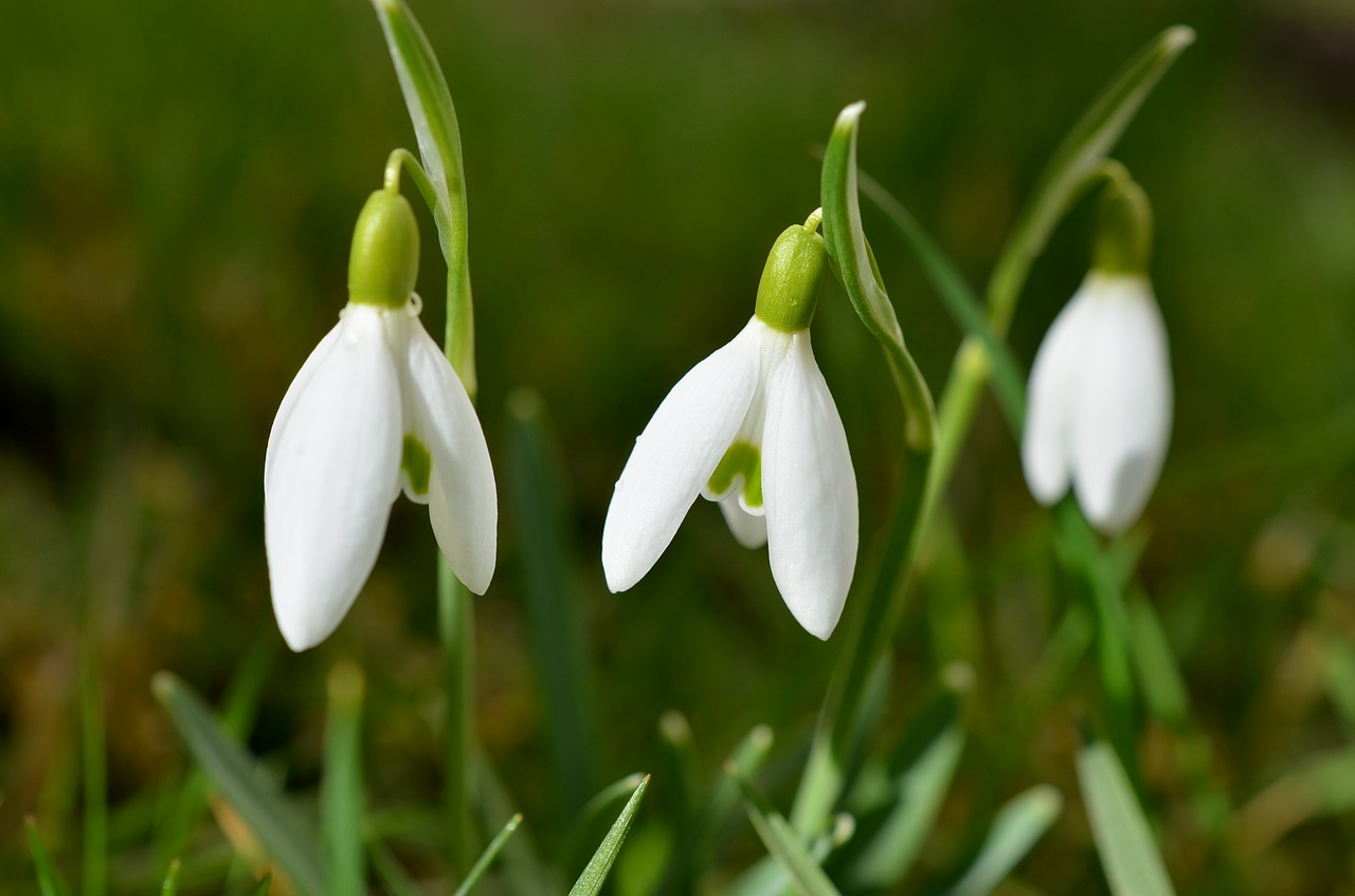 Image - snowdrop flowers spring