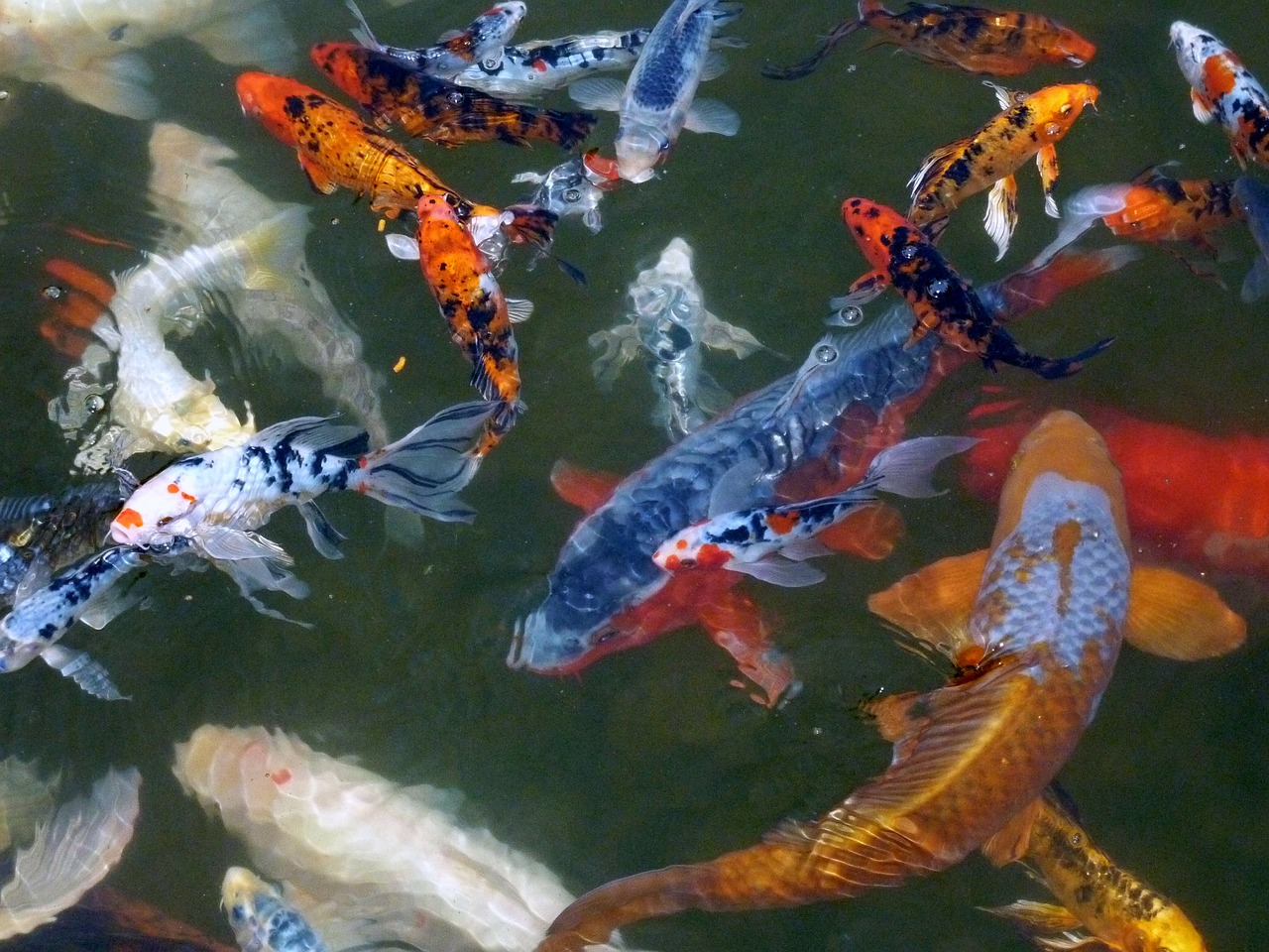 Image - koi carp fish pond water swimming