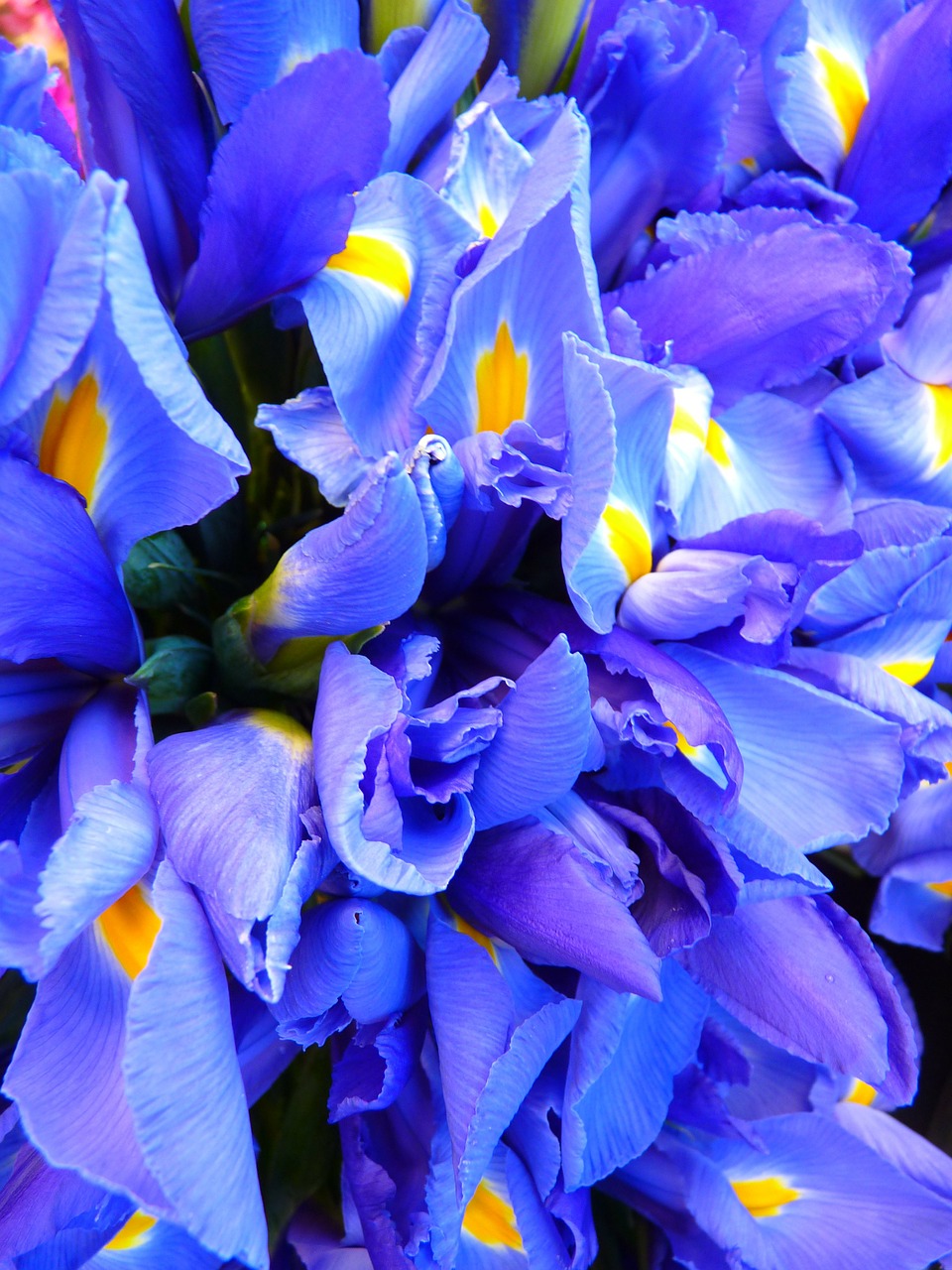 Image - iris blue flowers