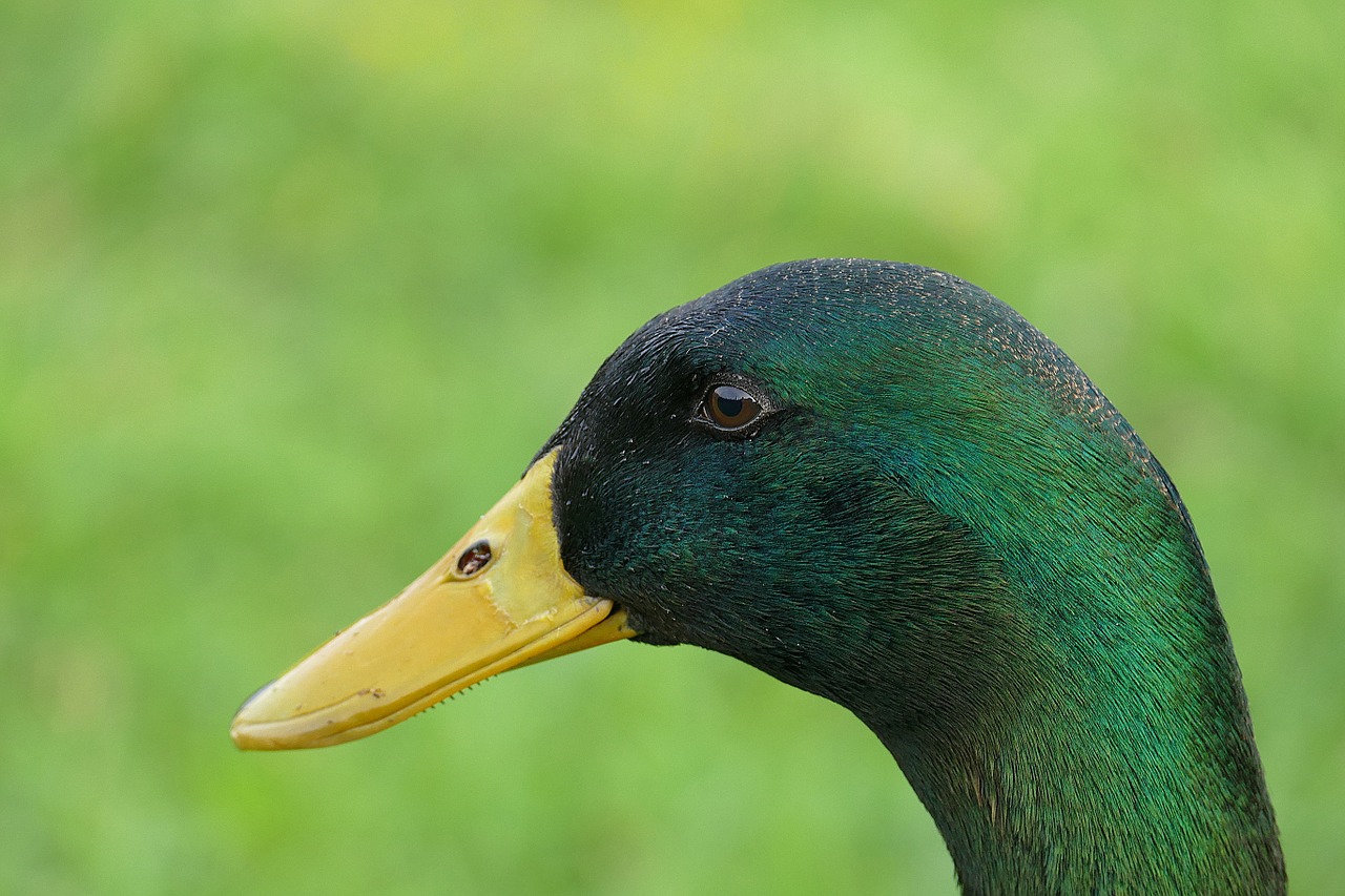 Image - duck drake bill feather bird