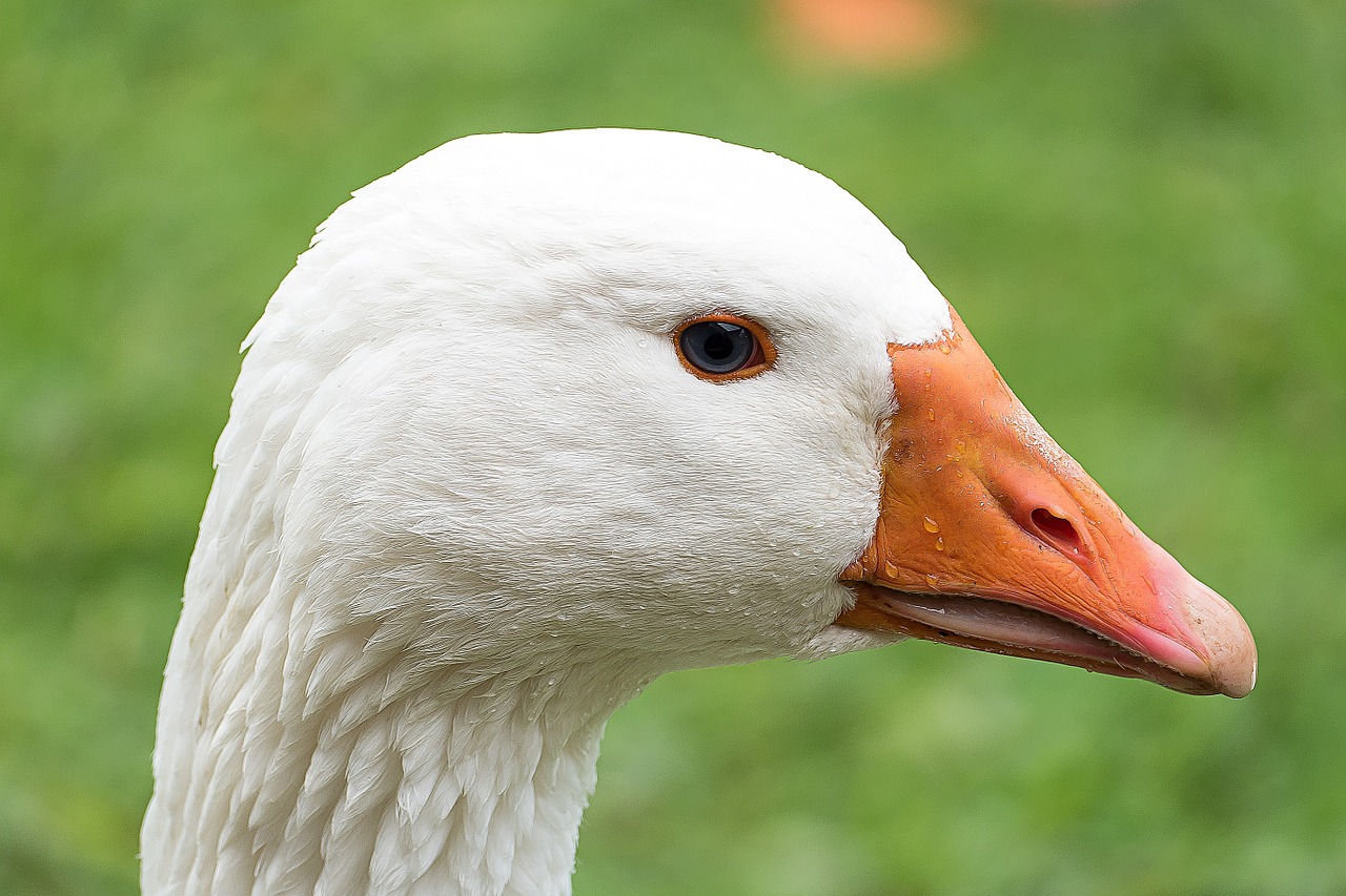 Image - goose bird white water bird