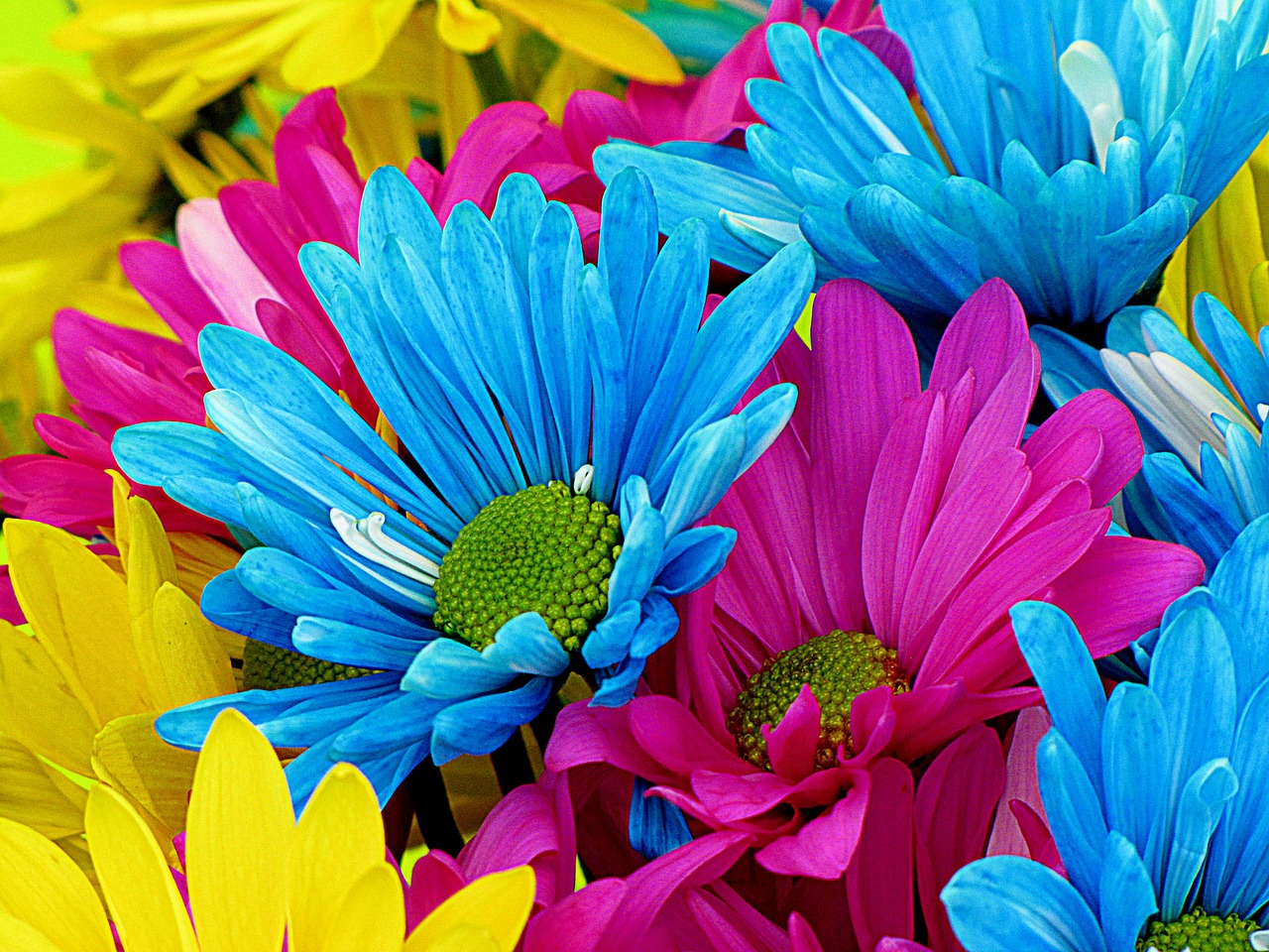 Image - daisies daisy flowers bloom petal