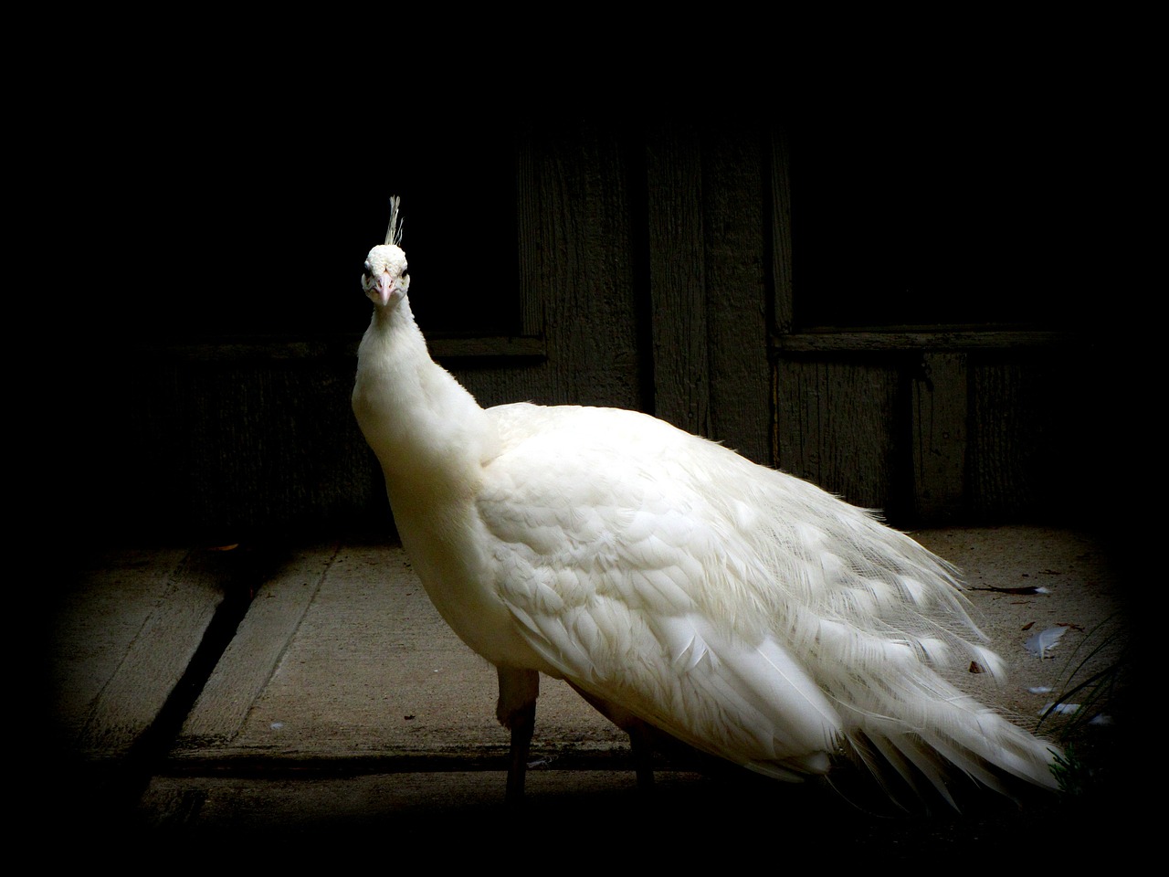 Image - peacock white bird wings feather