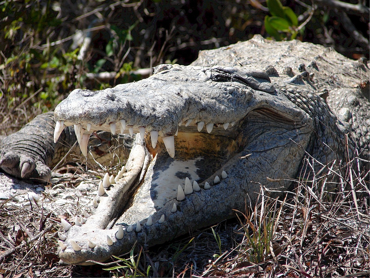Image - crocodile reptile wildlife nature