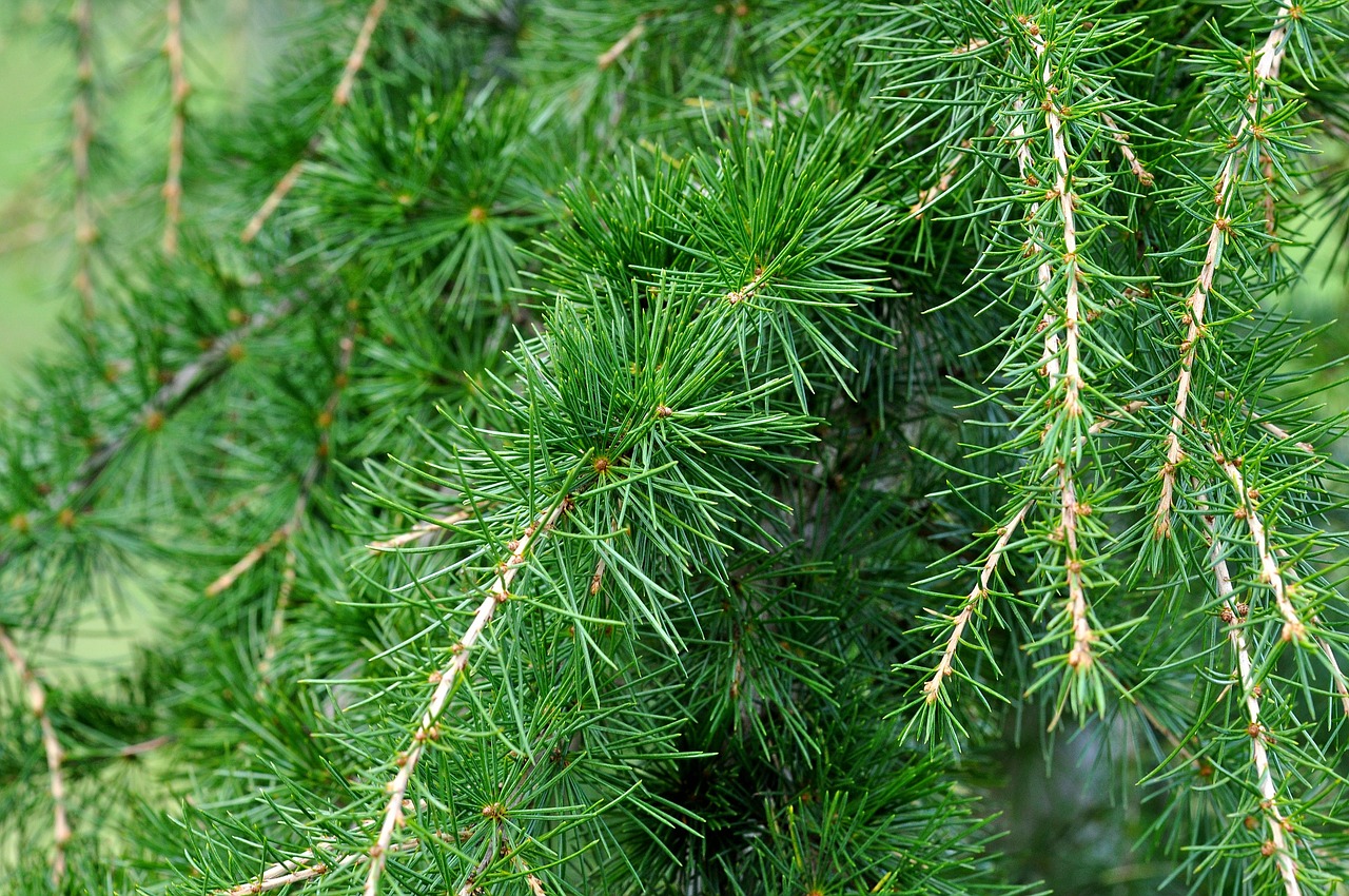 Image - cedar cedar branch branch needle