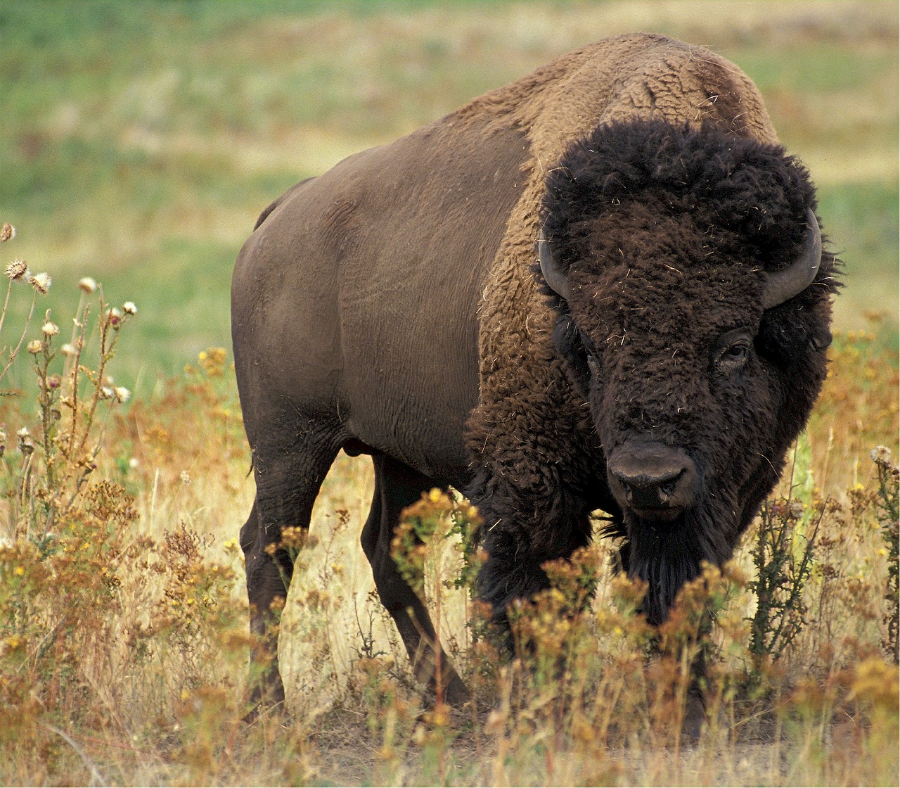 Image - bison buffalo american animal