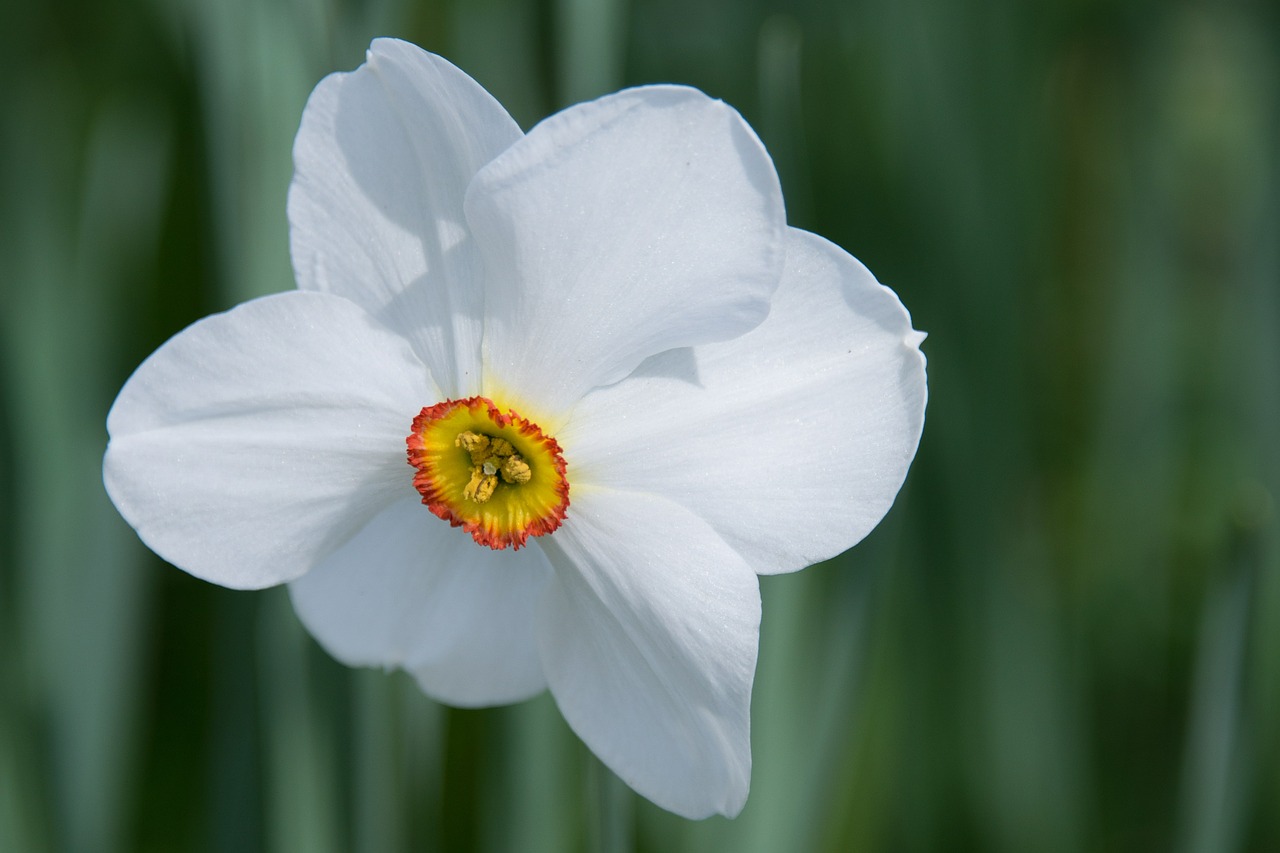 Image - daffodil flower blossom bloom