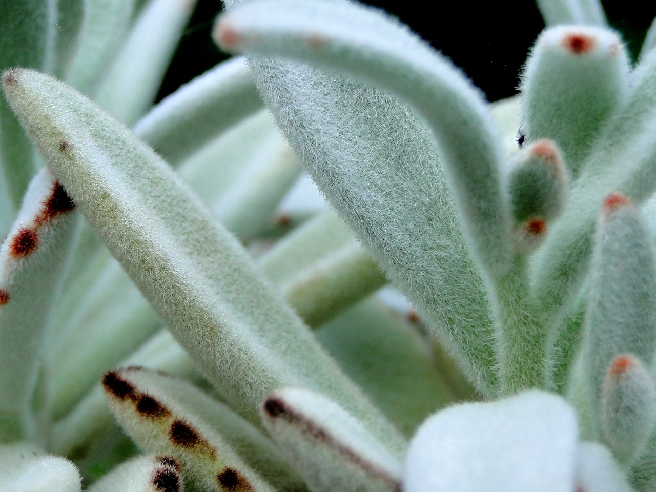 Image - fuzzy plant succulent panda plant