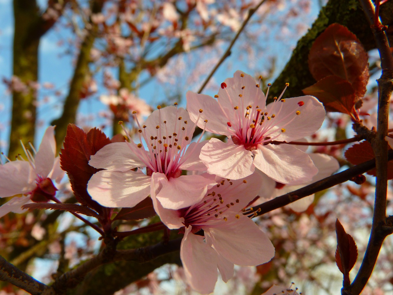 Image - almond blossom blossom bloom tree
