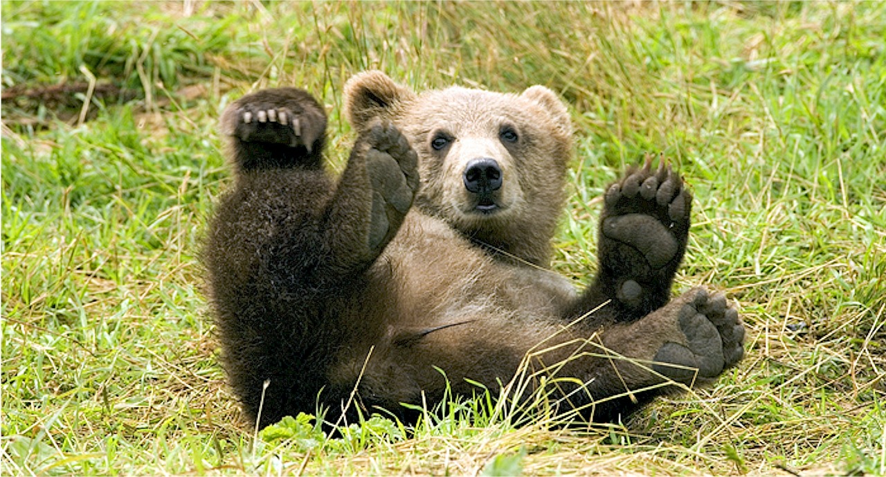 Image - brown bear cub playing mammal cute