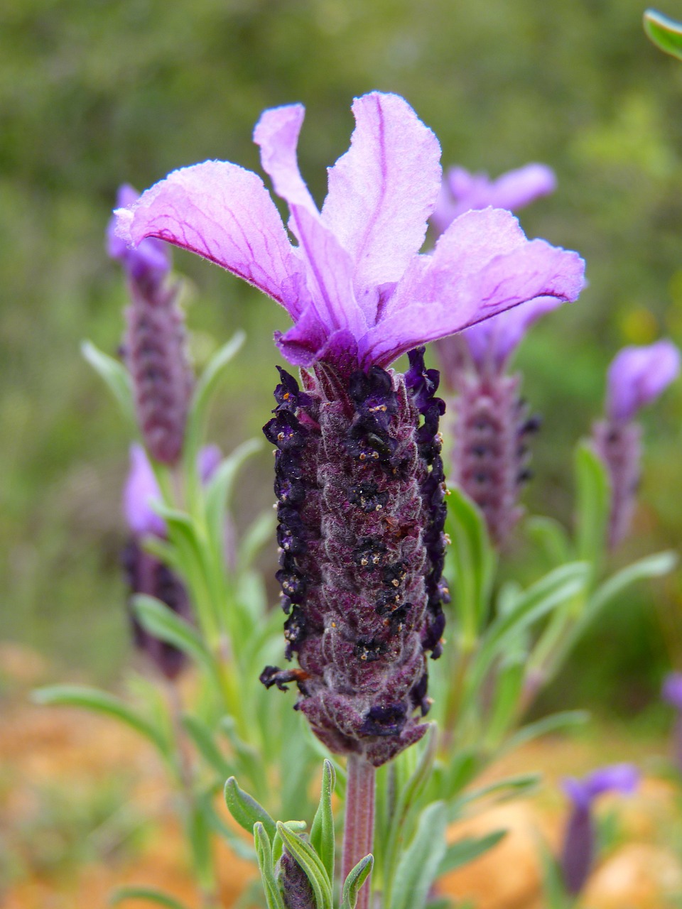 Image - lavender flower purple smell
