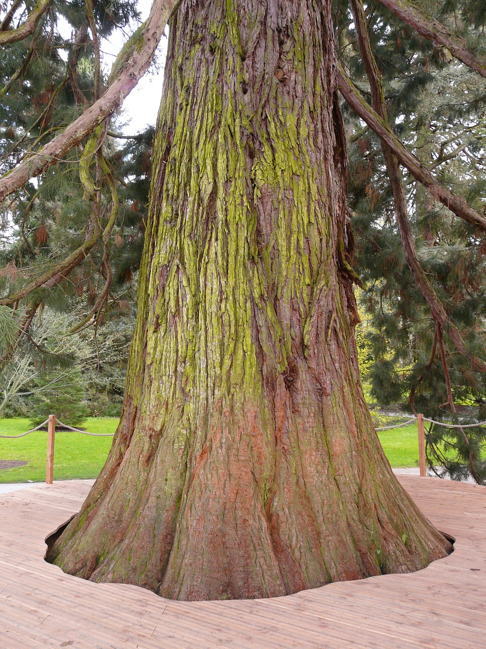 Image - giant redwood