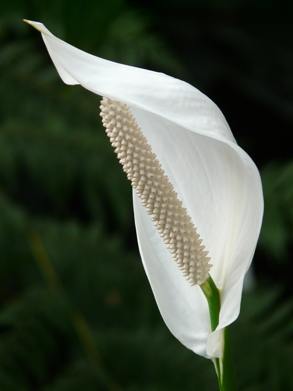 Image - spathiphyllum vaginal sheet flower