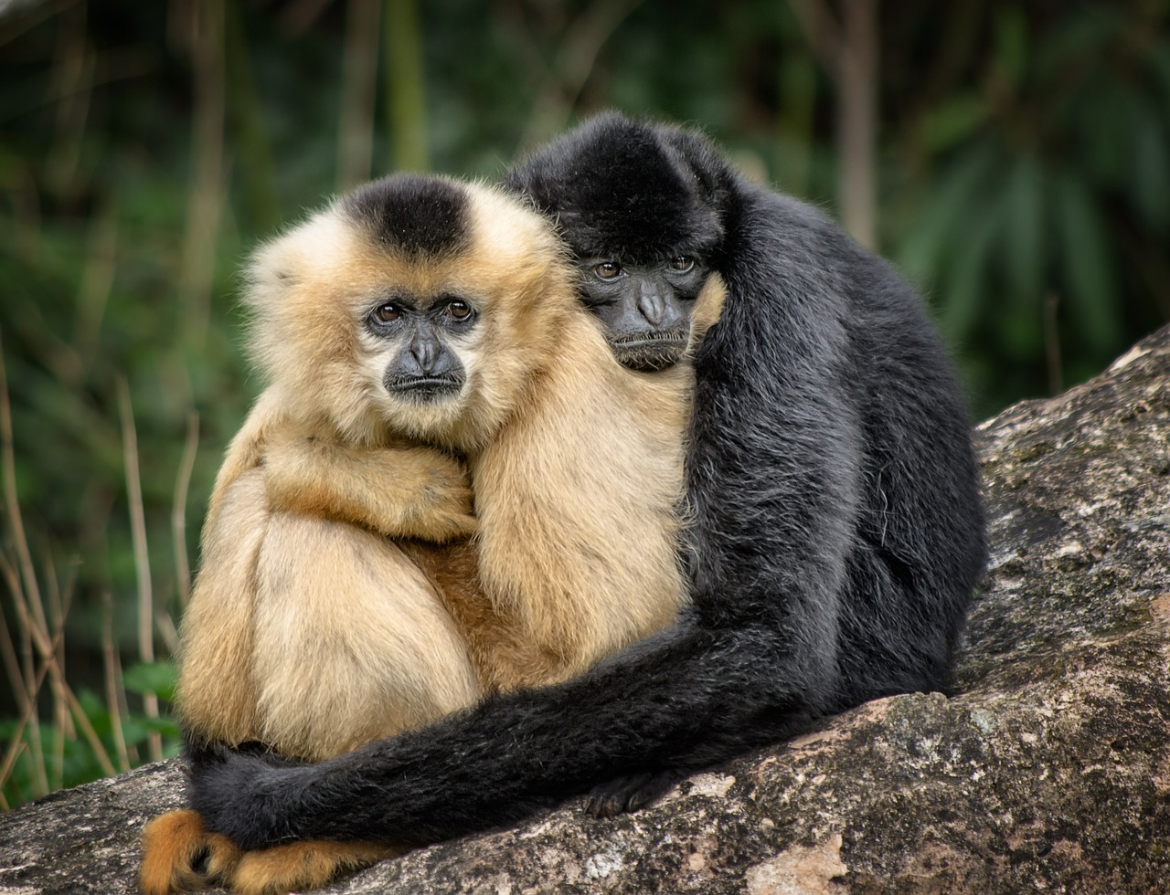 Image - ape hug affection embrace zoo