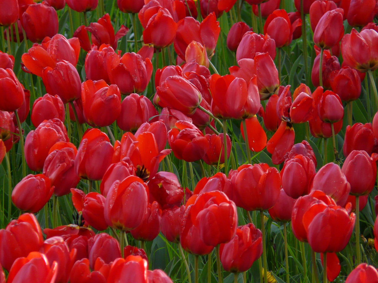 Image - tulip field tulips red closed to