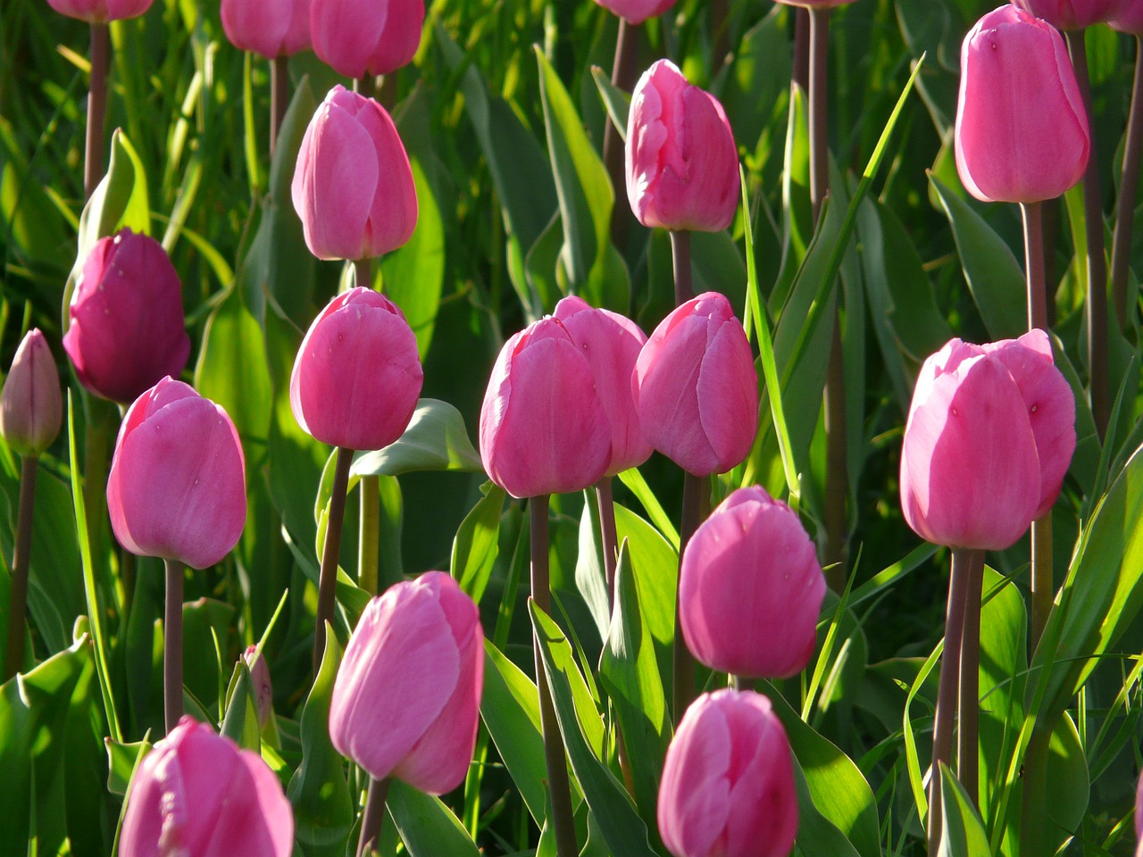 Image - tulip field tulips pink light pink