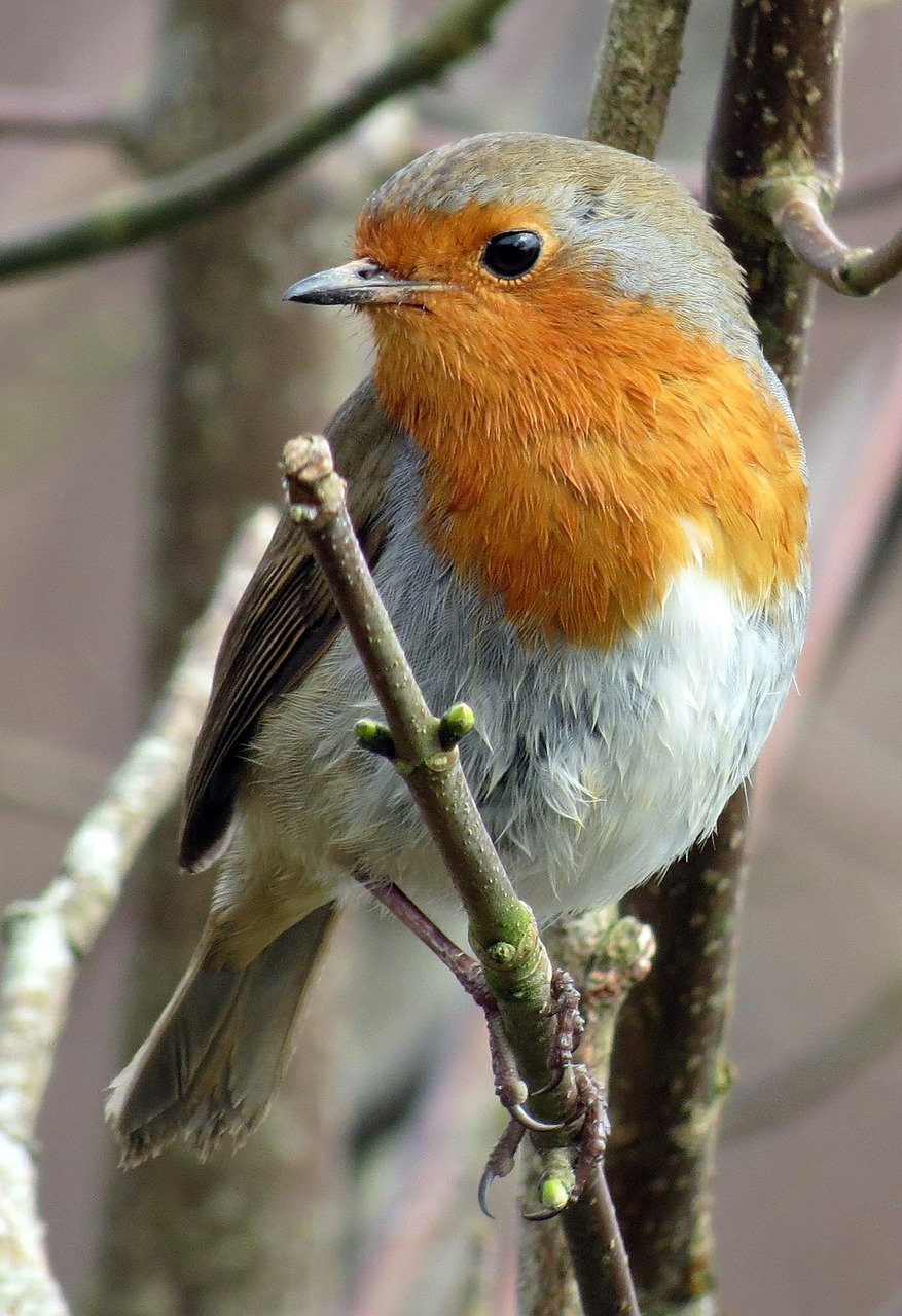 Image - robin european robin