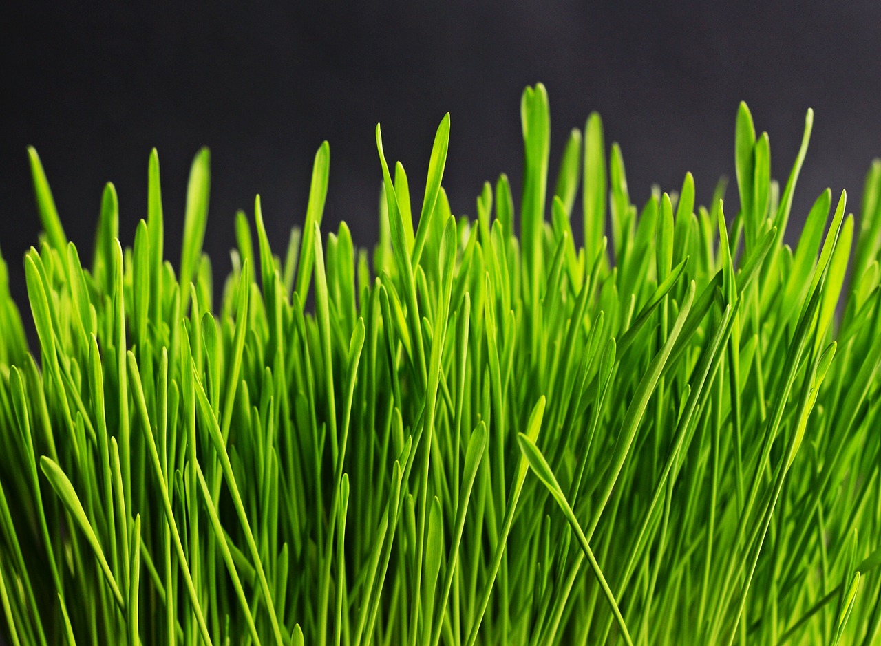 Image - grass green nature plant meadow