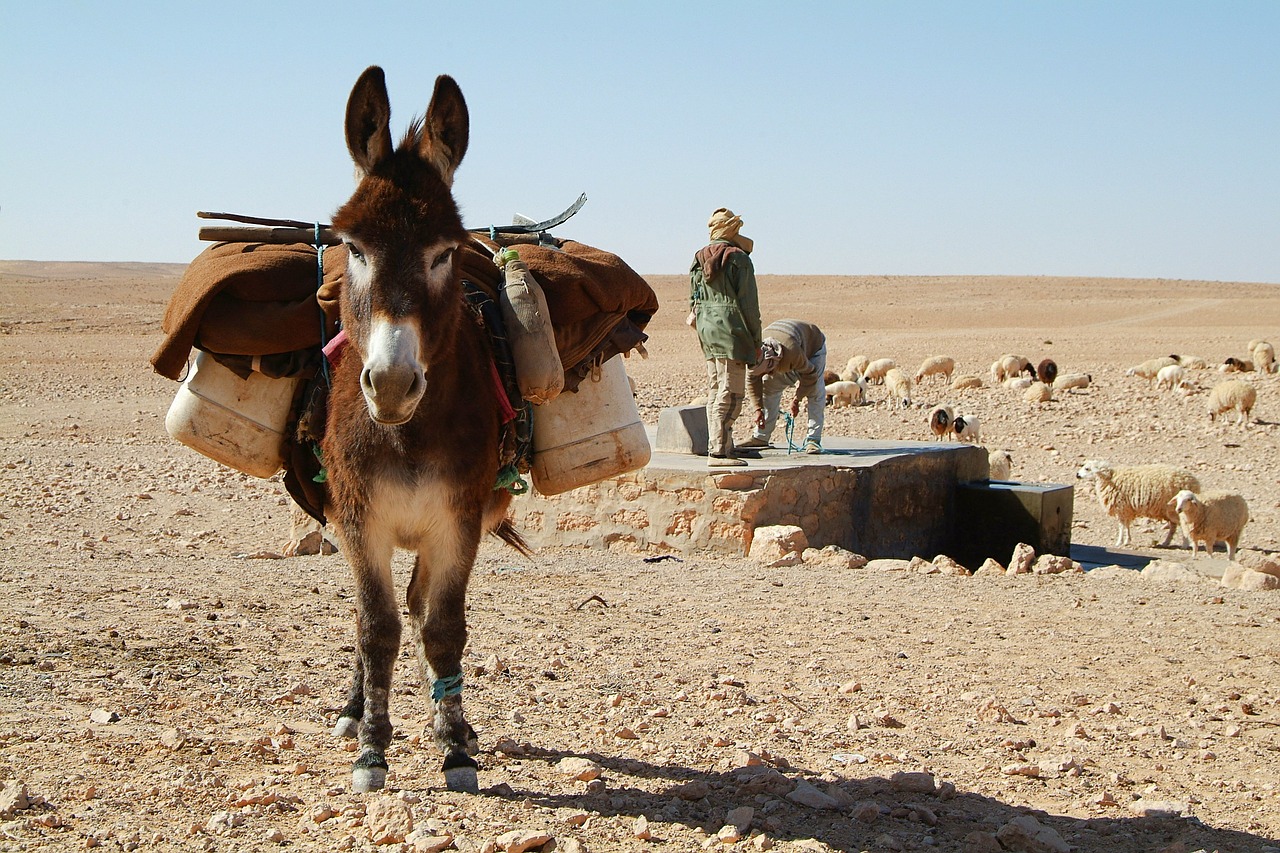 Image - donkey sahara desert tunisia