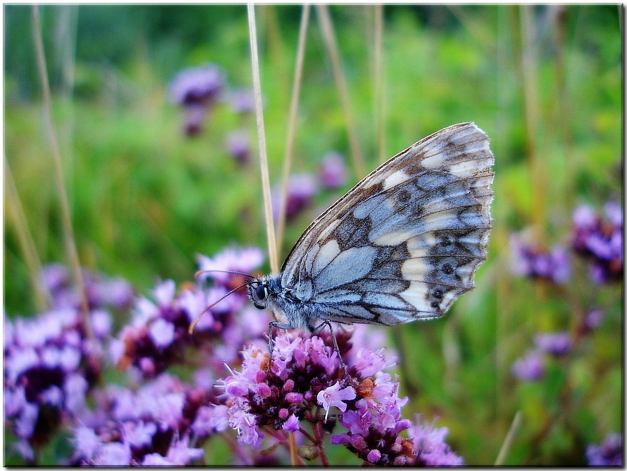 Image - meadow butterfly close nature