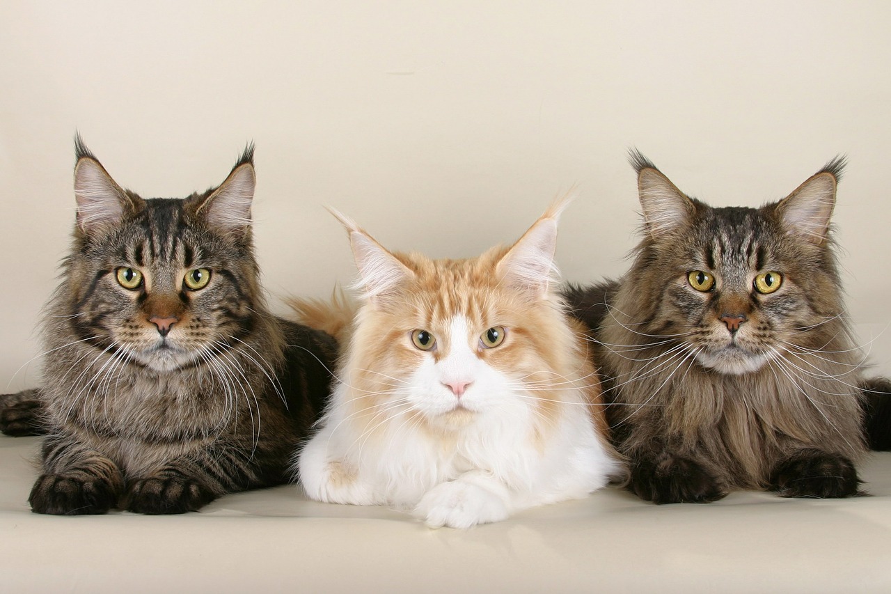 Image - cats maine coon cats three cute