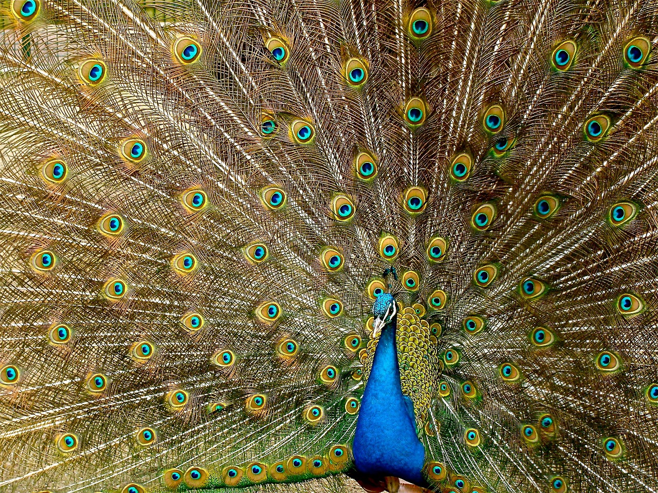 Image - peacock plumage bird peafowl