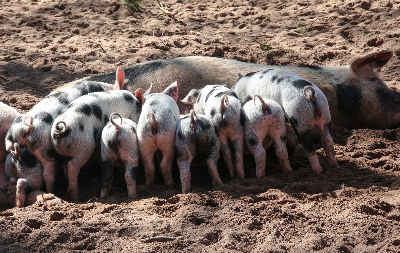 Image - pig domestic pig suckle piglet