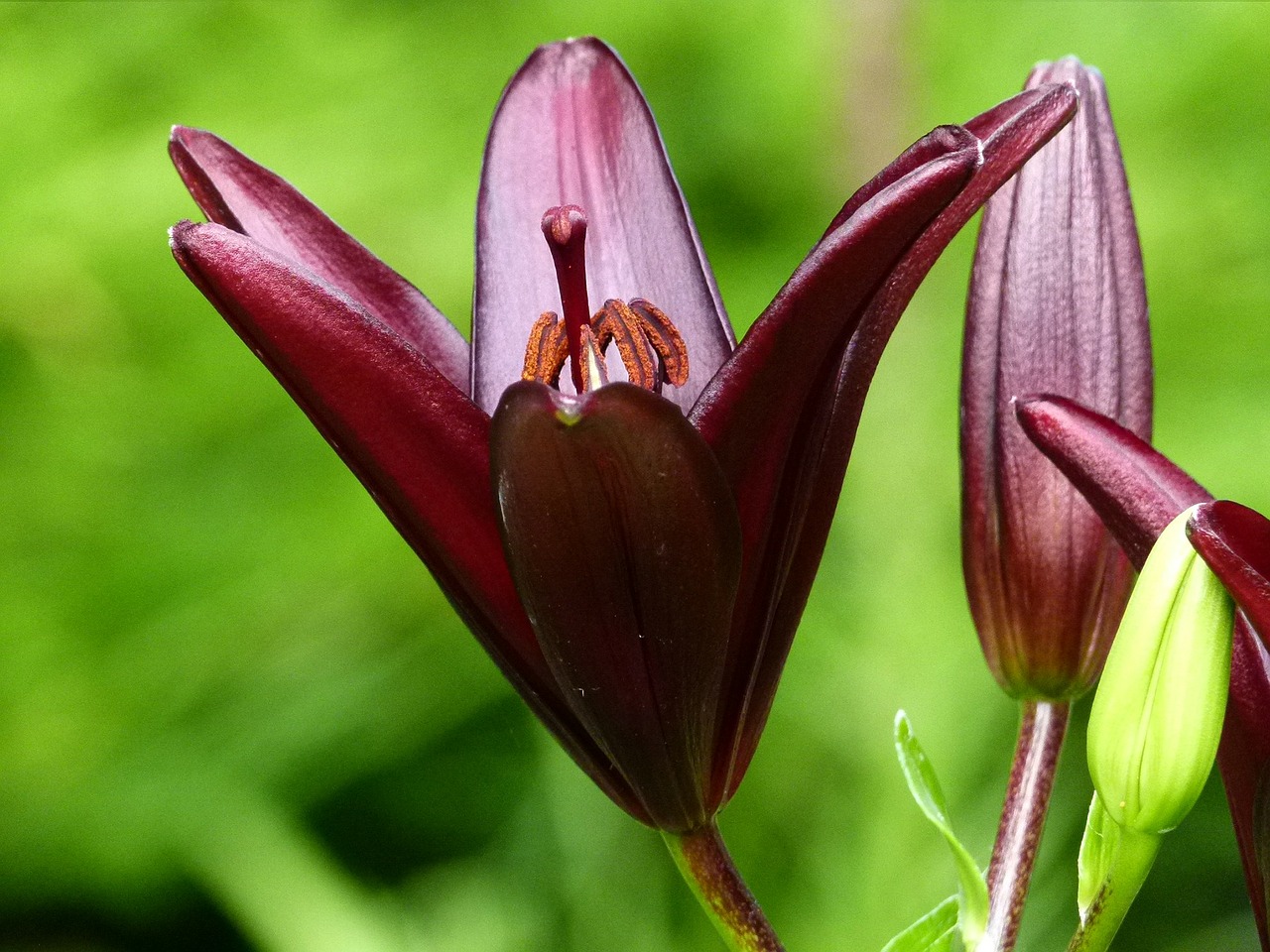 Image - lily red garden flower floral