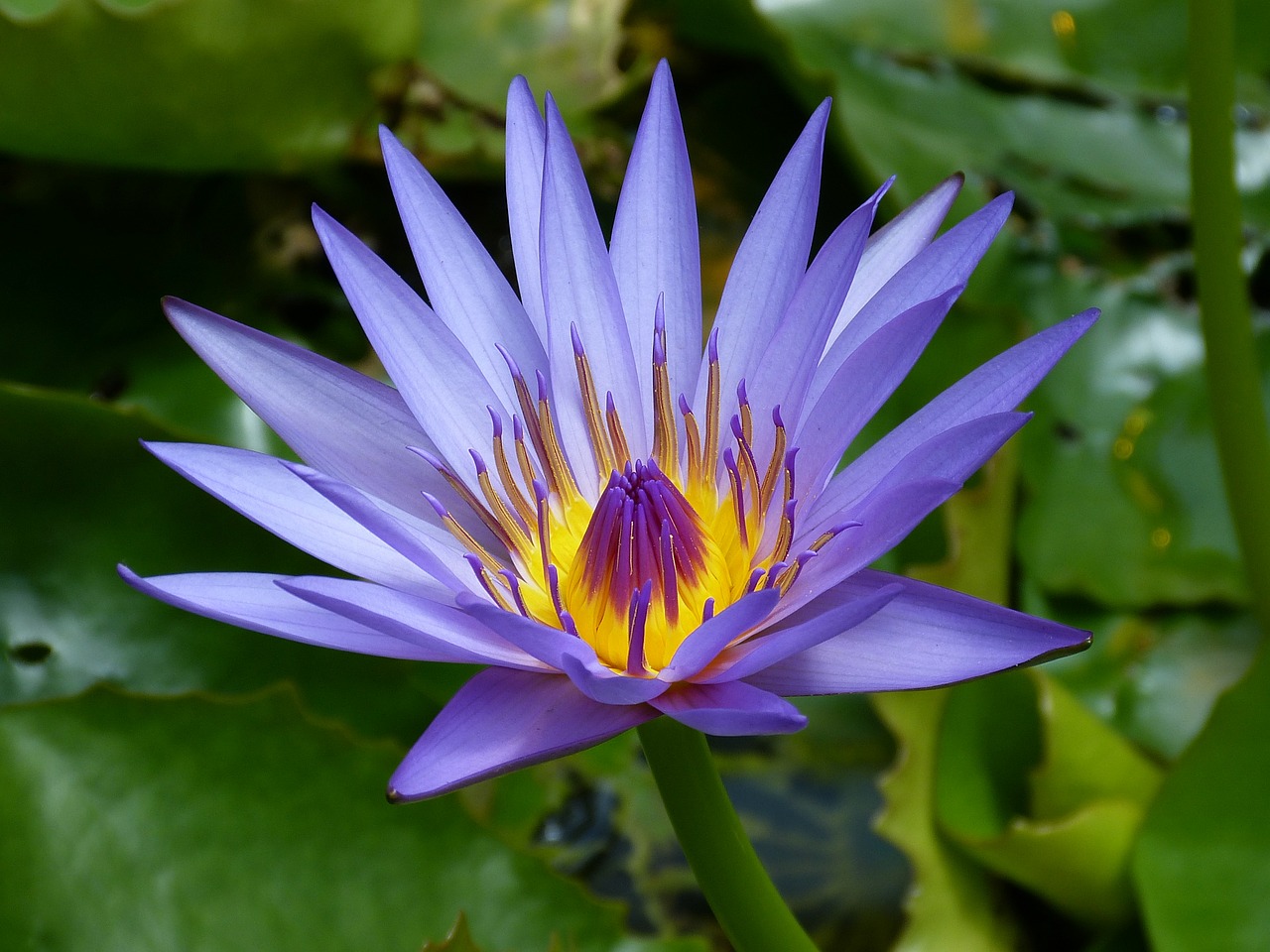 Image - water lily new zealand blue pond