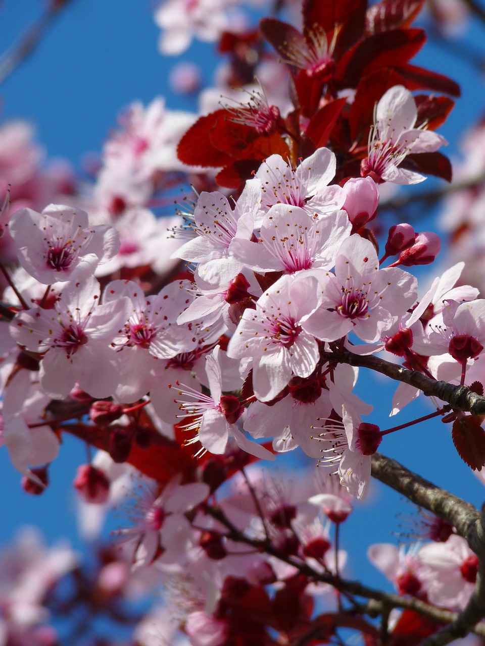 Image - almond blossom cherry blossom