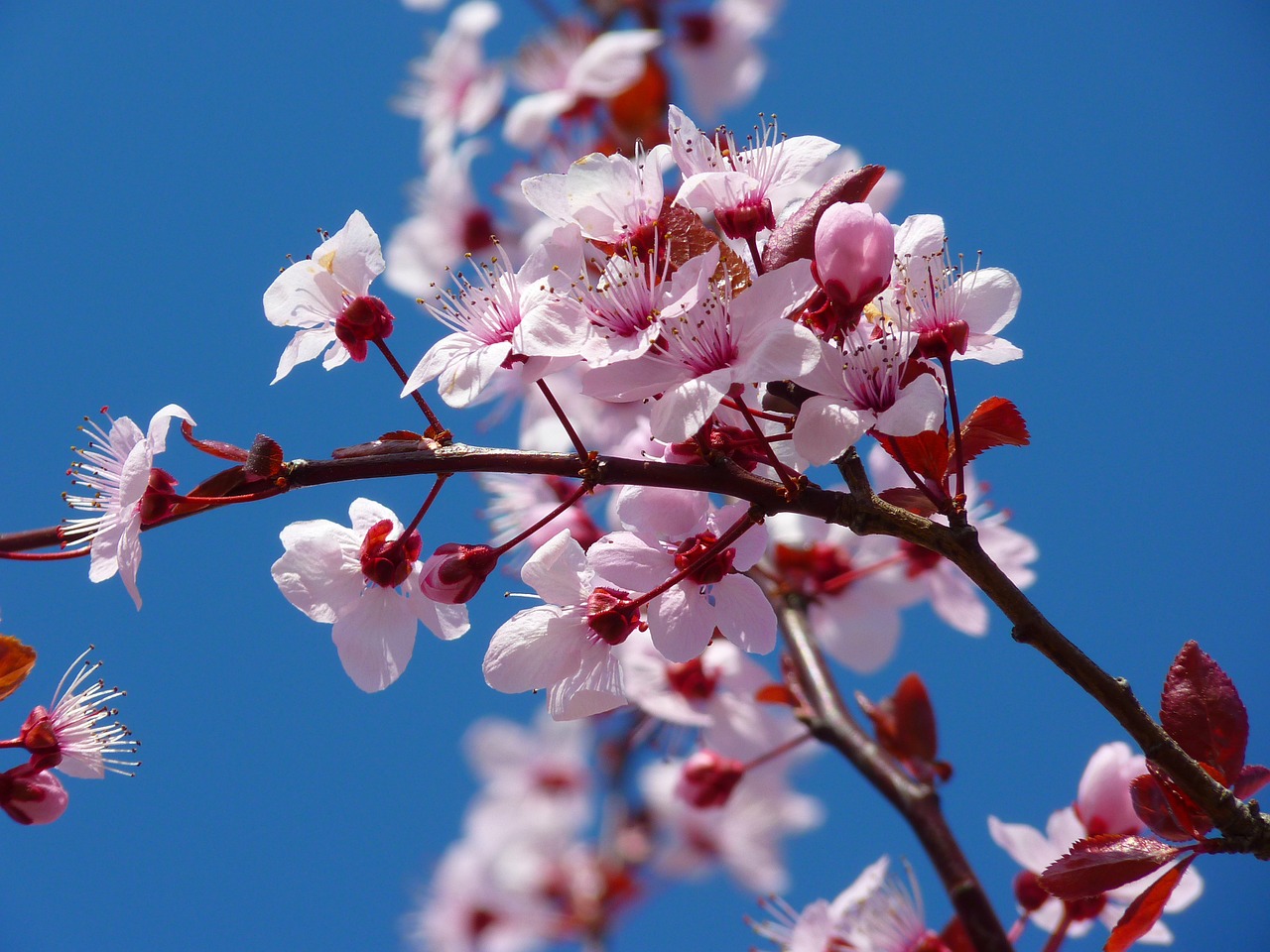 Image - almond blossom cherry blossom