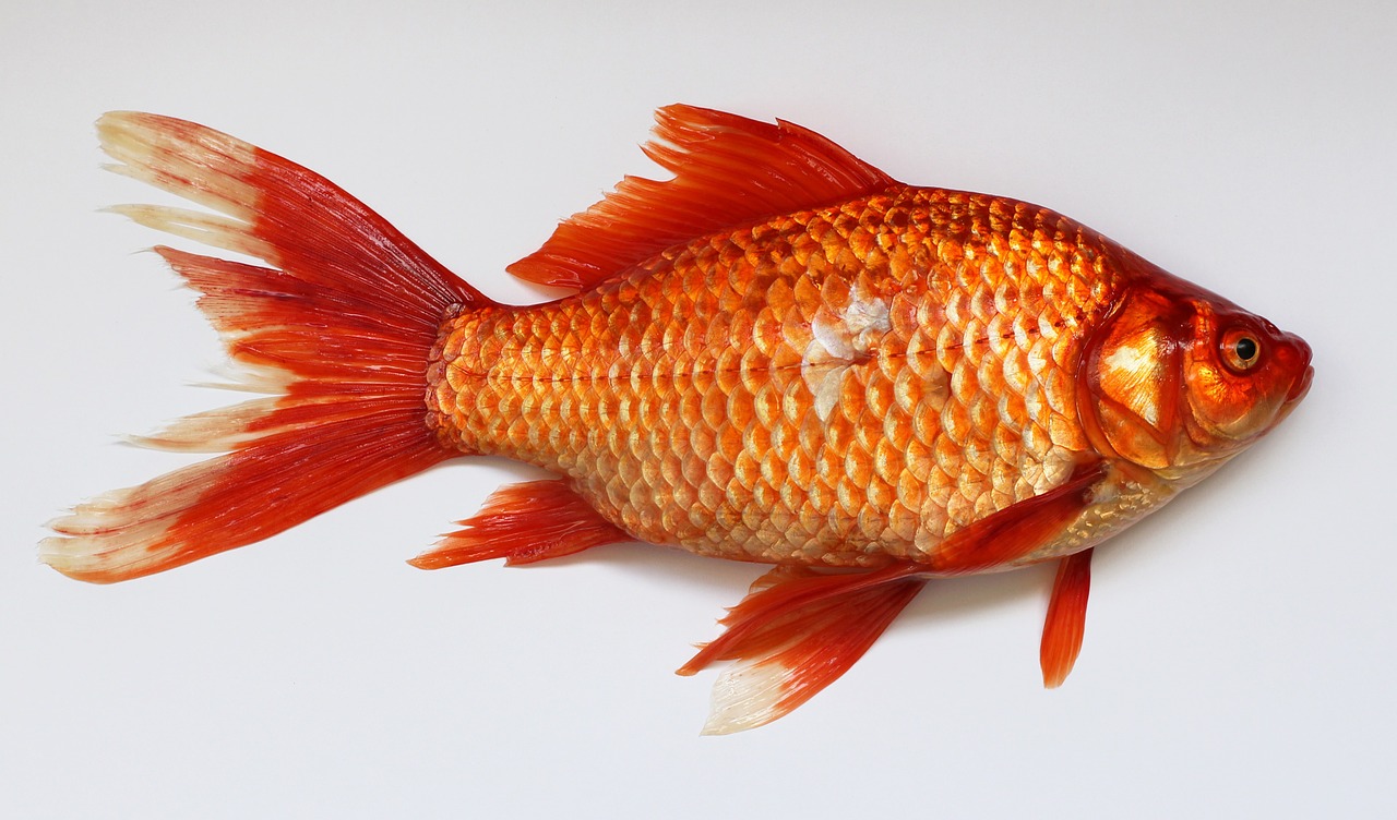 Image - goldfish carassius fish golden red