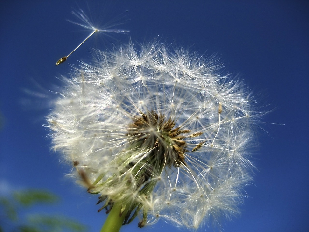 Image - dandelion flower summer garden