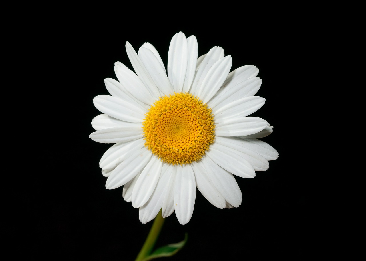 Image - oxeye daisy flower ox eye white